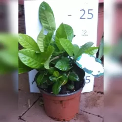 Gardenija - Gardenia JASMINOIDES