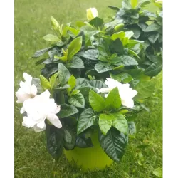 Gardenija - Gardenia JASMINOIDES