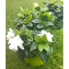 Gardenija - Gardenia JASMINOIDES