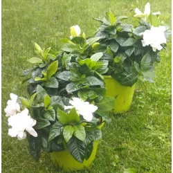 Gardenija - Gardenia JASMINOIDES