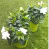 Gardenija - Gardenia JASMINOIDES