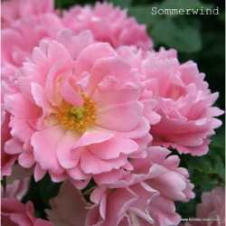 Rožė - Rosa SOMMERWIND ®