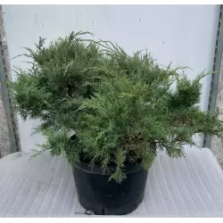 Virgininis kadagys - Juniperus chinensis (virginiana) GREY OWL