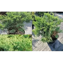 Virgininis kadagys - Juniperus chinensis (virginiana) GREY OWL