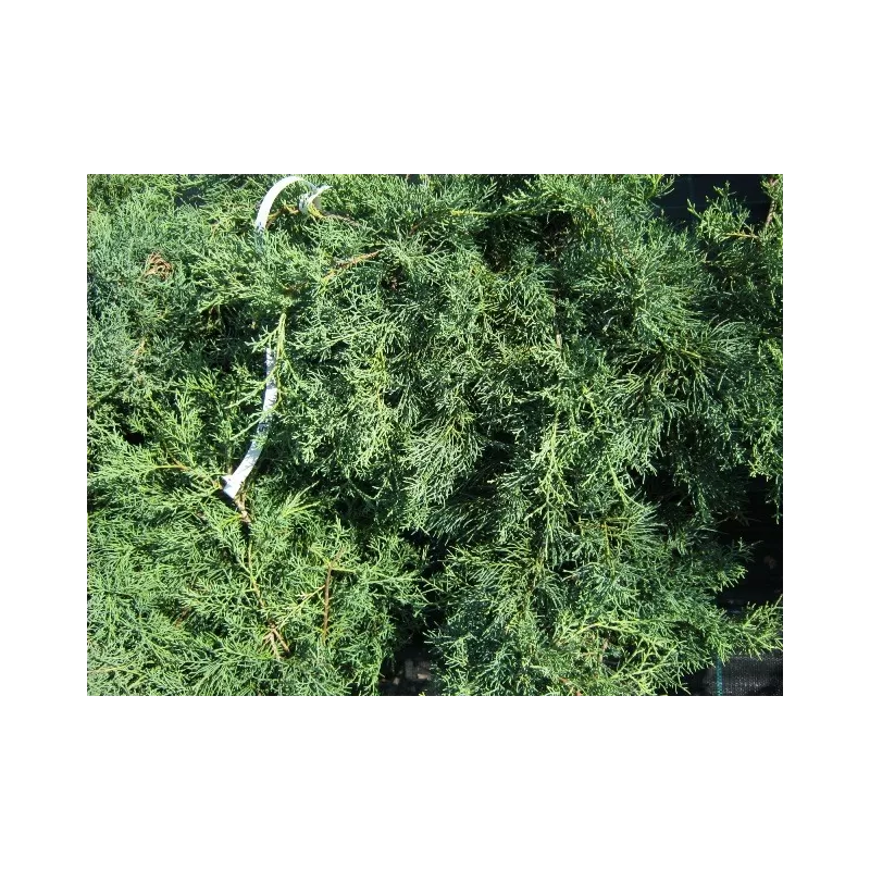 Virgininis kadagys - Juniperus chinensis (virginiana) GREY OWL