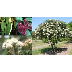 Gauruotasis putinas - Viburnum rhytidophyllum