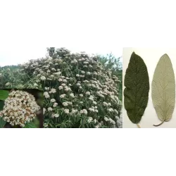 Gauruotasis putinas - Viburnum rhytidophyllum