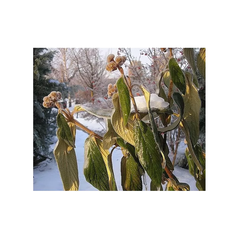 Viburnum Rhytidophyllum