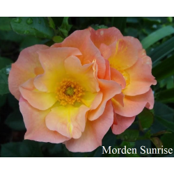 Rožė - Rosa Morden Sunrise savašaknė pristatymas iki kovo vidurio