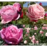 Rožė - Rosa SOEUR EMMANUELLE ® 2026 m