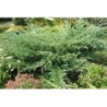 Virgininis kadagys - Juniperus virginiana HETZ