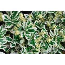 Fortūno ožekšnis - Euonymus fortunei EMERALD GAIETY