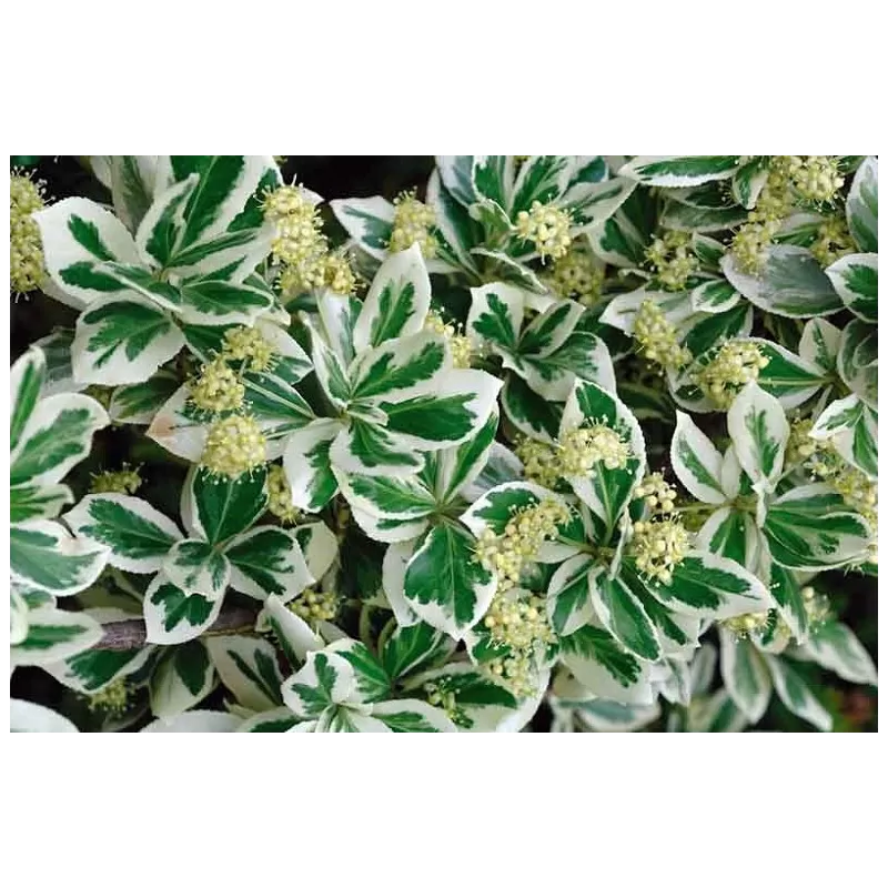 Fortūno ožekšnis - Euonymus fortunei EMERALD GAIETY