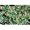 Euonymus fortunei EMERALD GAIETY