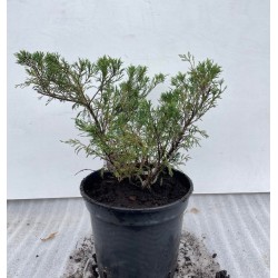Virgininis kadagys - Juniperus virginiana HETZ