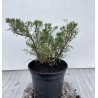 copy of Virgininis kadagys - Juniperus virginiana Hetz P29 70cm