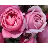 Rožė - Rosa SOEUR EMMANUELLE ® 2026 m