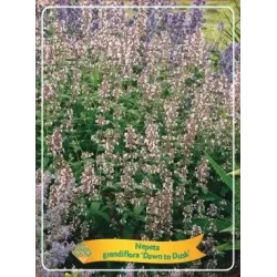 Nepeta Grandiflora Dawn to Dusk P11 PINK
