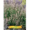 Nepeta Grandiflora Dawn to Dusk P11 PINK