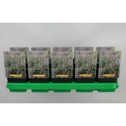 Nepeta Grandiflora Dawn to Dusk P11 PINK