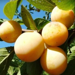 Plum - Prunus domestica ONTARIO
