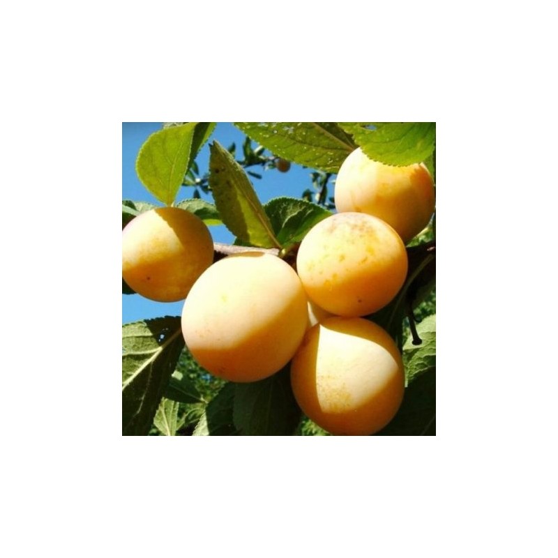 Plum - Prunus domestica ONTARIO