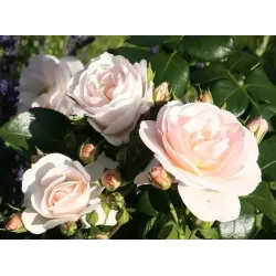 Užsisakyk augalus pavasariui jau dabar