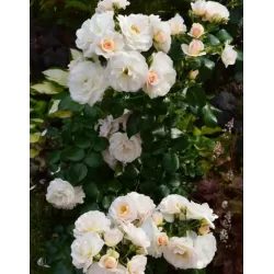 Užsisakyk augalus pavasariui jau dabar