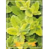 Nepeta SIX HILLS GIANT GOLD