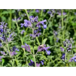 Nepeta SIX HILLS GIANT GOLD