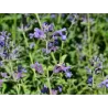Nepeta SIX HILLS GIANT GOLD