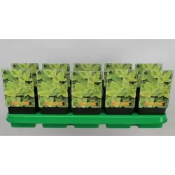 Nepeta SIX HILLS GIANT GOLD