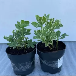 Išankstinis augalų užsakymas internetu