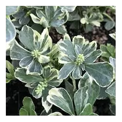 Išankstinis augalų užsakymas internetu