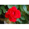Rožė - Rosa SHALOM ®