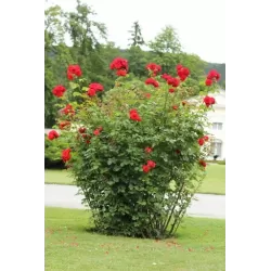 Rožė - Rosa SHALOM ®