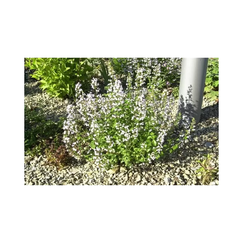Vaistinė girmėtė - CALAMINTHA NEPETA