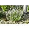 Vaistinė girmėtė - CALAMINTHA NEPETA