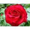 Rožė - Rosa SHALOM ®