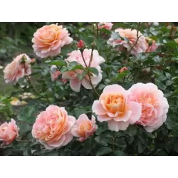 Užsisakyk augalus pavasariui jau dabar