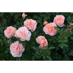 Rožė - Rosa SANGERHAUSER JUBILAUMSROSE ®