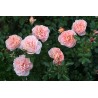 Rožė - Rosa SANGERHAUSER JUBILAUMSROSE ®