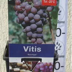 Gauruotasis vynmedis SPULGA - Vitis labrusca SPULGA 26Ø 70cm