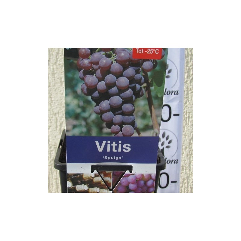 Grape Vine - Vitis labrusca SPULGA