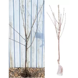 Trešnė - Prunus avium LAPINS