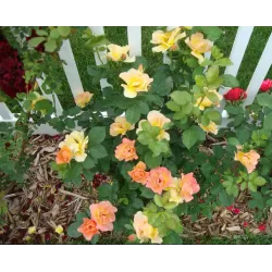 Rosa MORDEN SUNRISE