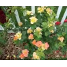 Rosa MORDEN SUNRISE