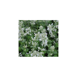 Katžolė - Nepeta racemosa Snowflake P11