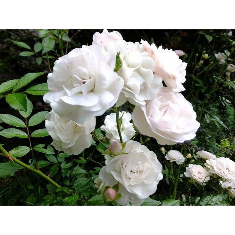 Rožė - Rosa SEA FOAM ® savašaknė P18C4