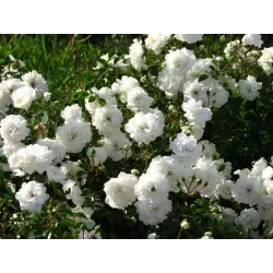 Rožių krūmai internetu su pristatymu į namus